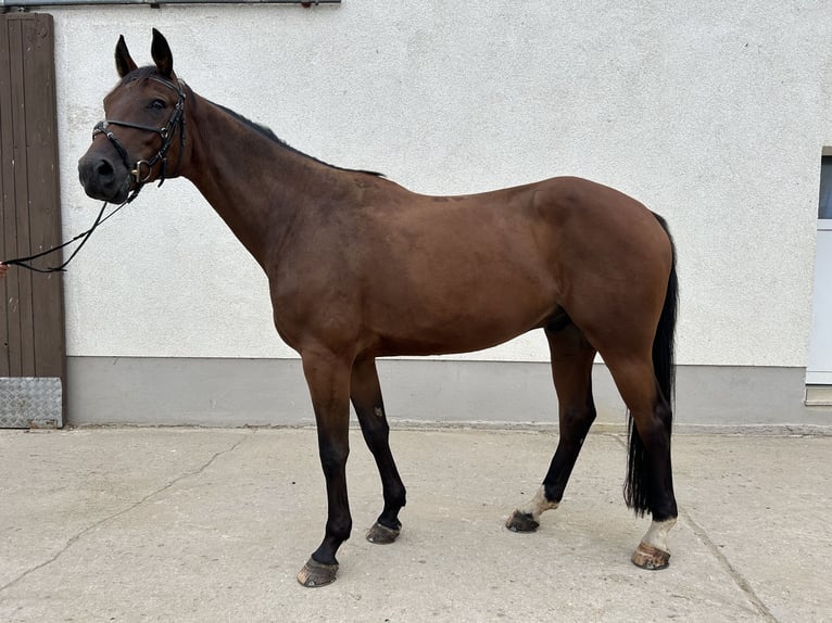 Caballo de deporte alemán Caballo castrado 7 años 170 cm Castaño in Liepe