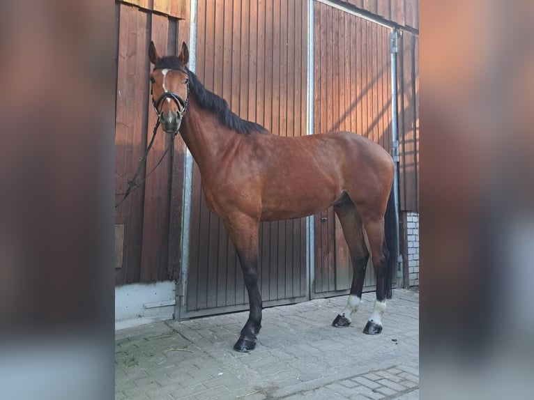 Caballo de deporte alemán Caballo castrado 7 años 170 cm Castaño in Cottbus Caballo de deporte alemán Caballo castrado 7 años 170 cm Castaño in Cottbus