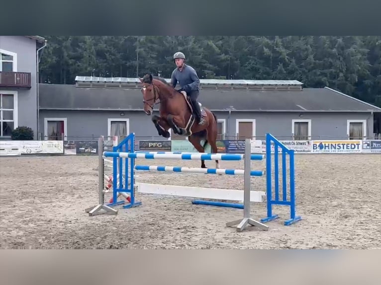 Caballo de deporte alemán Caballo castrado 7 años 170 cm Castaño in Gadow