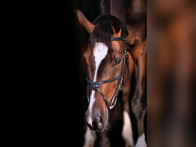 Caballo de deporte alemán Caballo castrado 7 años 170 cm Castaño oscuro in Bensdorf