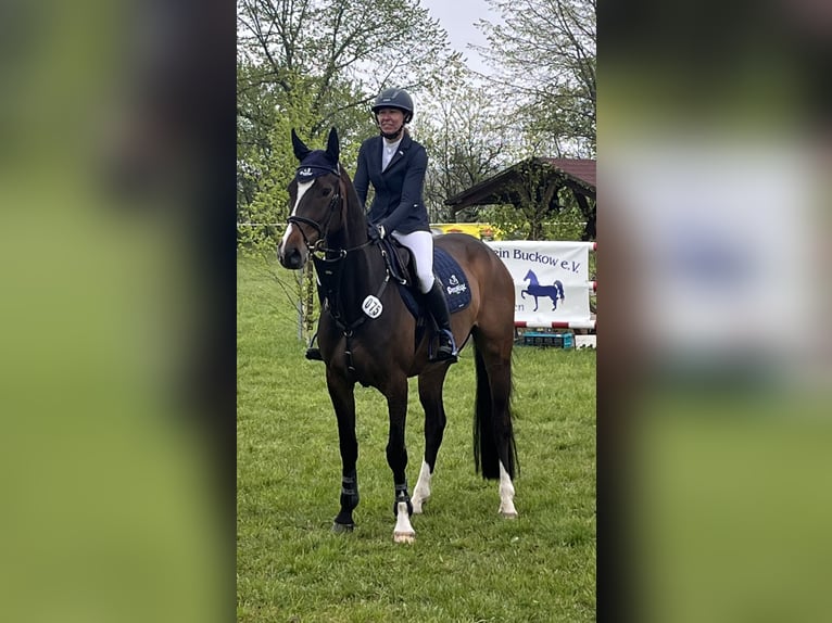 Caballo de deporte alemán Caballo castrado 7 años 170 cm Castaño oscuro in Bensdorf