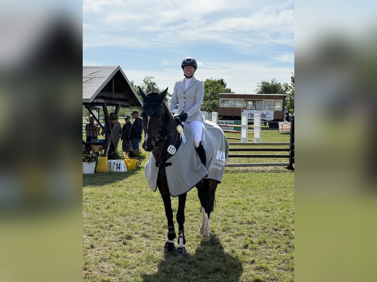 Caballo de deporte alemán Caballo castrado 7 años 170 cm Castaño oscuro in Bensdorf