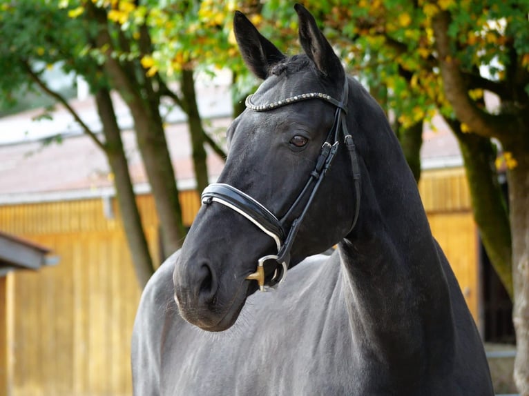 Caballo de deporte alemán Caballo castrado 7 años 170 cm Negro in Bad Wörishofen