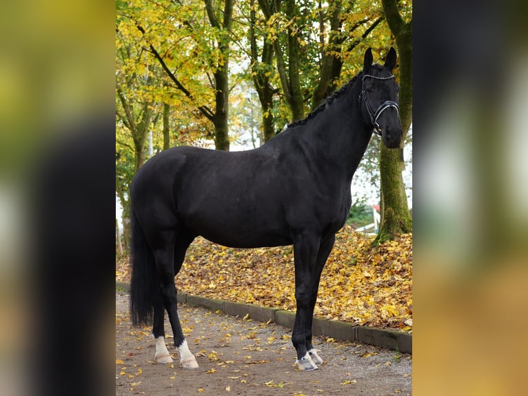 Caballo de deporte alemán Caballo castrado 7 años 170 cm Negro in Bad Wörishofen