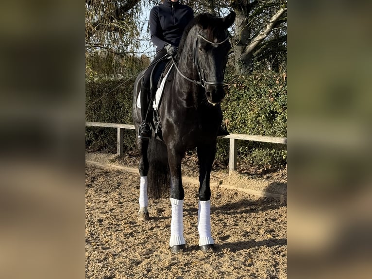 Caballo de deporte alemán Caballo castrado 7 años 170 cm Negro in G&#xE4;ufelden