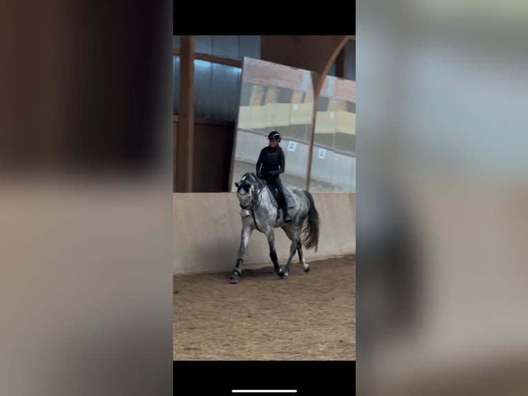 Caballo de deporte alemán Caballo castrado 7 años 170 cm Tordo in Haag i. OB