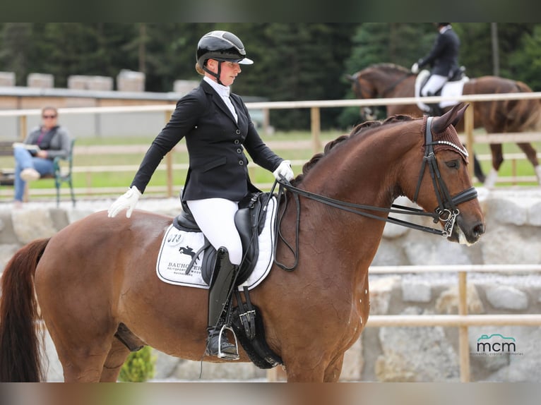 Caballo de deporte alemán Caballo castrado 7 años 172 cm Alazán-tostado in Ostrach