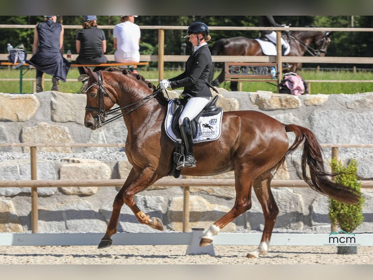 Caballo de deporte alemán Caballo castrado 7 años 172 cm Alazán-tostado in Ostrach