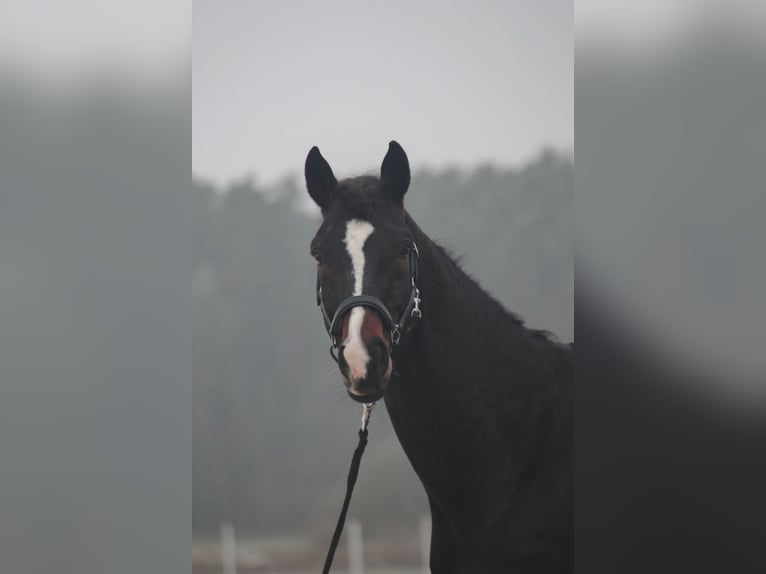 Caballo de deporte alemán Caballo castrado 7 años 172 cm Castaño in Wilhermsdorf