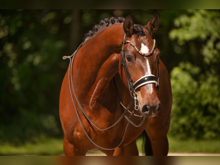 Caballo de deporte alemán Caballo castrado 7 años 172 cm Castaño oscuro in Wehringen