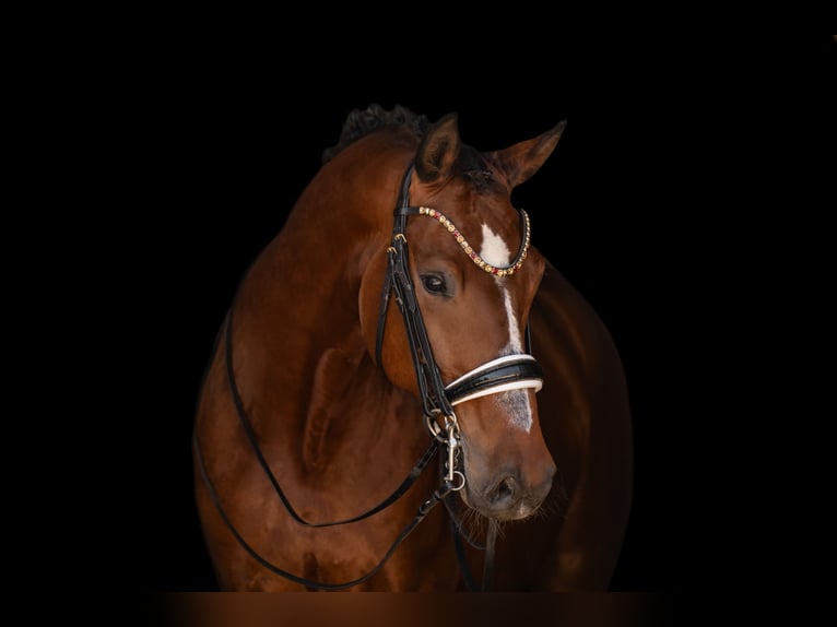 Caballo de deporte alemán Caballo castrado 7 años 172 cm Castaño oscuro in Wehringen