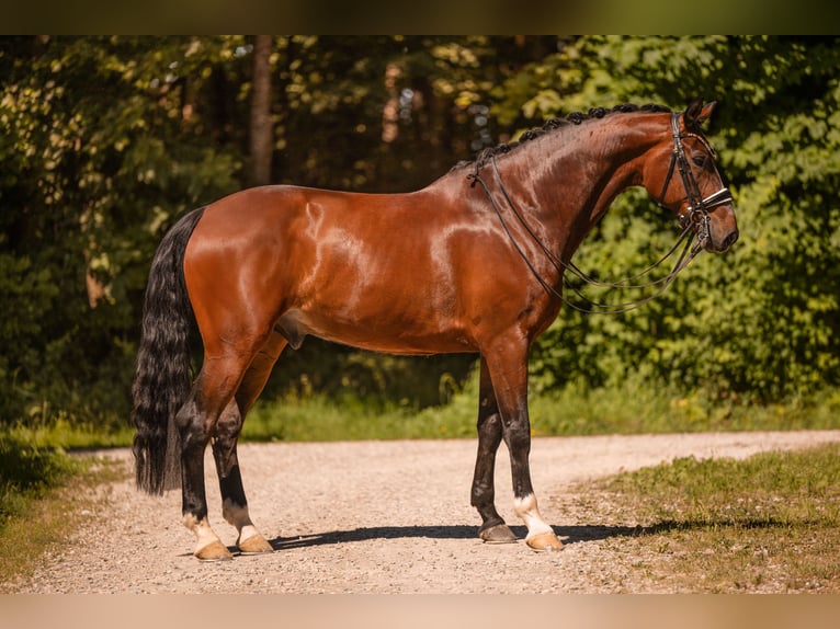Caballo de deporte alemán Caballo castrado 7 años 172 cm Castaño oscuro in Wehringen
