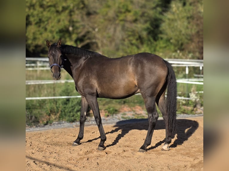 Caballo de deporte alemán Caballo castrado 7 años 172 cm Castaño oscuro in Obernburg am Main