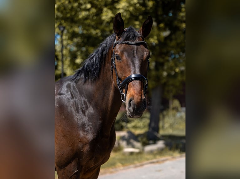 Caballo de deporte alemán Caballo castrado 7 años 172 cm Castaño oscuro in Kaleń-Towarzystwo