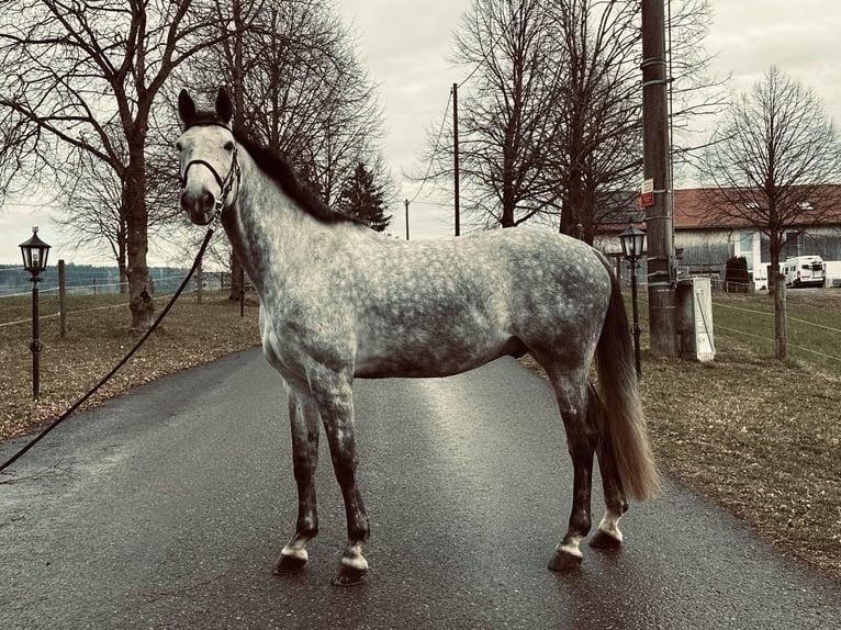 Caballo de deporte alemán Caballo castrado 7 años 172 cm Tordo in Haldenwang