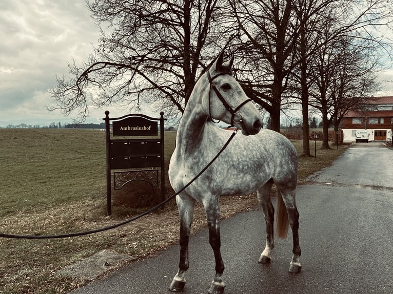 Caballo de deporte alemán Caballo castrado 7 años 172 cm Tordo in Haldenwang