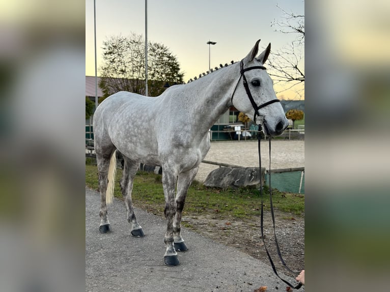 Caballo de deporte alemán Caballo castrado 7 años 172 cm Tordo in Altusried