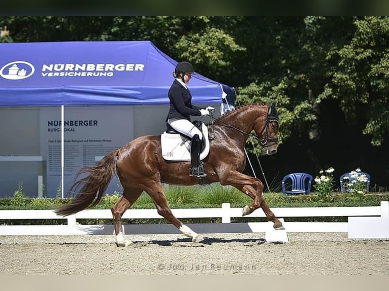 Caballo de deporte alemán Caballo castrado 7 años 173 cm Alazán in Roth