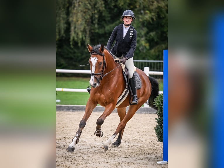 Caballo de deporte alemán Caballo castrado 7 años 173 cm Castaño in Susteren