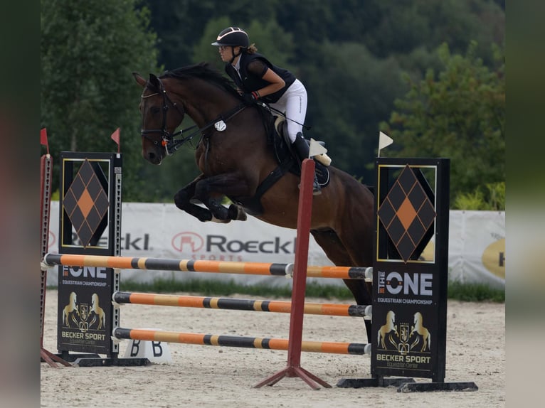 Caballo de deporte alemán Caballo castrado 7 años 173 cm Castaño oscuro in Grzmiąca