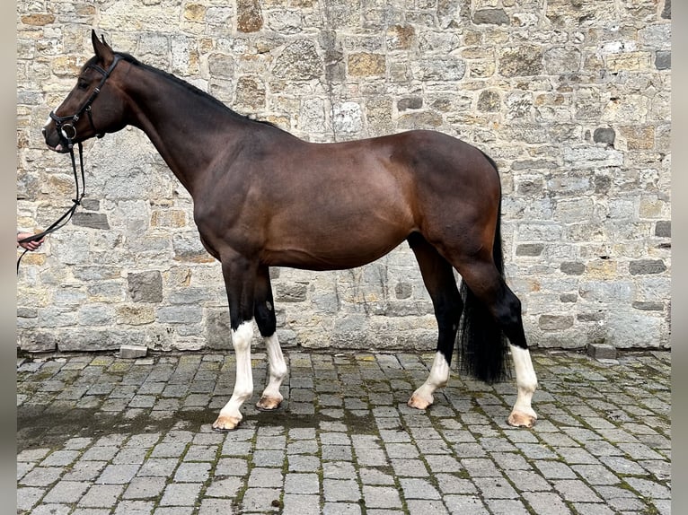 Caballo de deporte alemán Caballo castrado 7 años 173 cm Castaño oscuro in Seegebiet Mansfelder Land