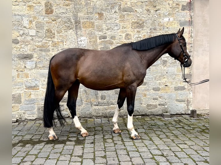 Caballo de deporte alemán Caballo castrado 7 años 173 cm Castaño oscuro in Seegebiet Mansfelder Land