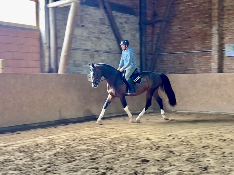 Caballo de deporte alemán Caballo castrado 7 años 173 cm Castaño oscuro in Seegebiet Mansfelder Land