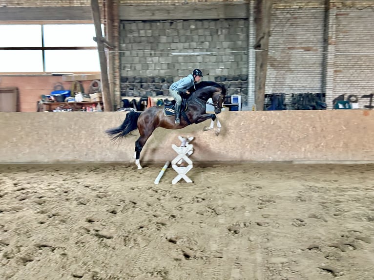 Caballo de deporte alemán Caballo castrado 7 años 173 cm Castaño oscuro in Seegebiet Mansfelder Land