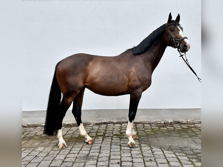 Caballo de deporte alemán Caballo castrado 7 años 173 cm Castaño oscuro in Seegebiet Mansfelder Land