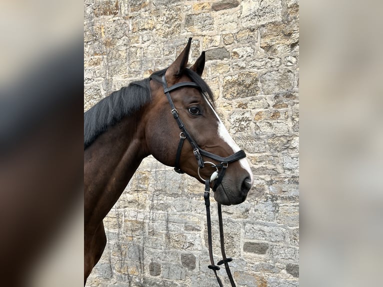 Caballo de deporte alemán Caballo castrado 7 años 173 cm Castaño oscuro in Seegebiet Mansfelder Land