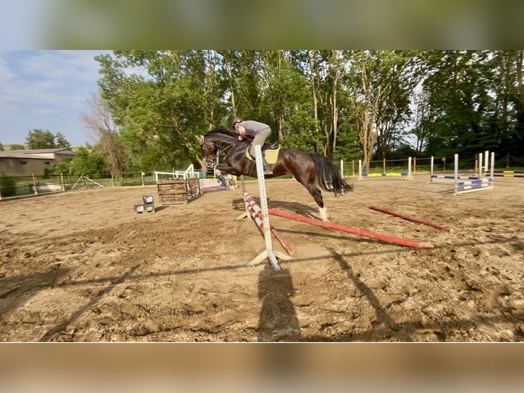 Caballo de deporte alemán Caballo castrado 7 años 173 cm Castaño oscuro in Seegebiet Mansfelder Land