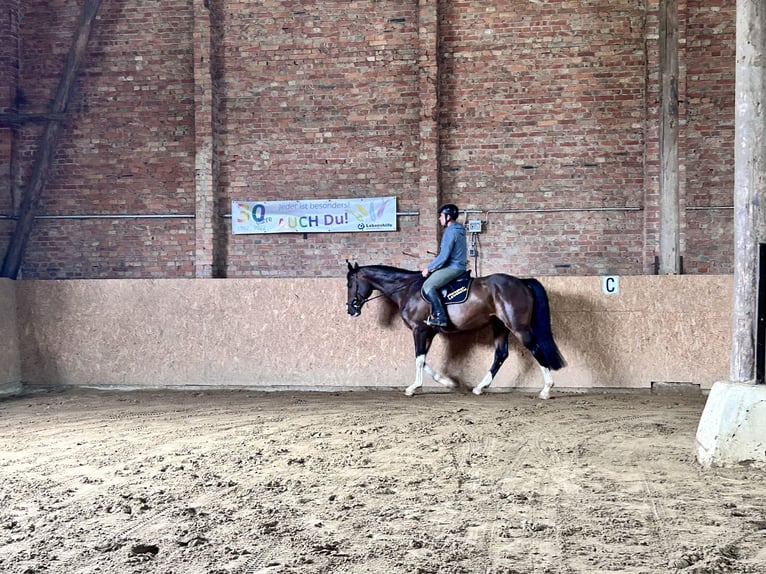 Caballo de deporte alemán Caballo castrado 7 años 173 cm Castaño oscuro in Seegebiet Mansfelder Land