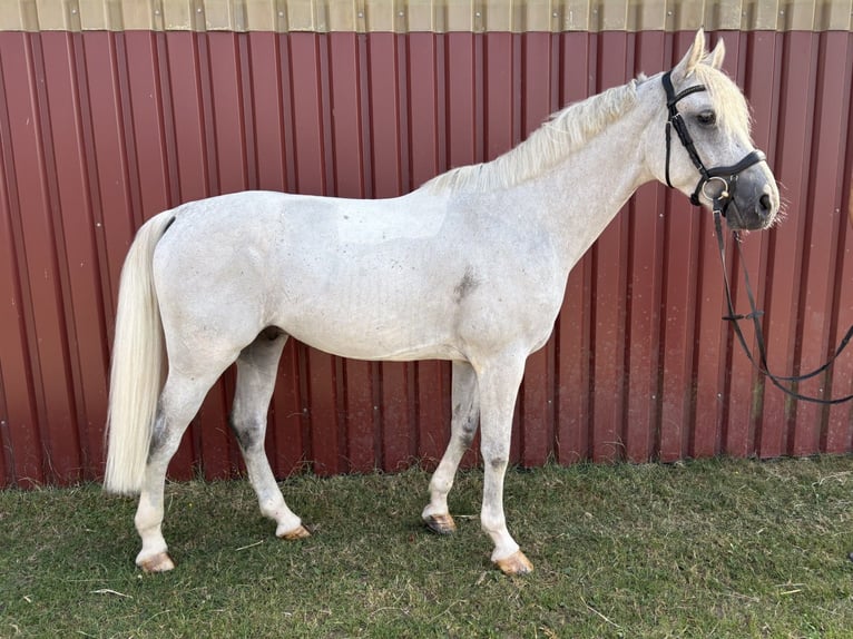 Caballo de deporte alemán Caballo castrado 7 años 173 cm Tordo in Sendenhorst