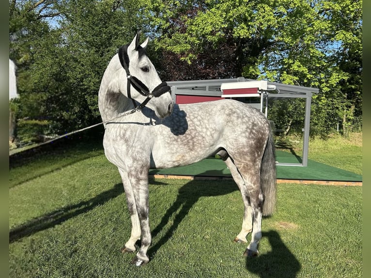 Caballo de deporte alemán Caballo castrado 7 años 173 cm Tordo in Darmstadt