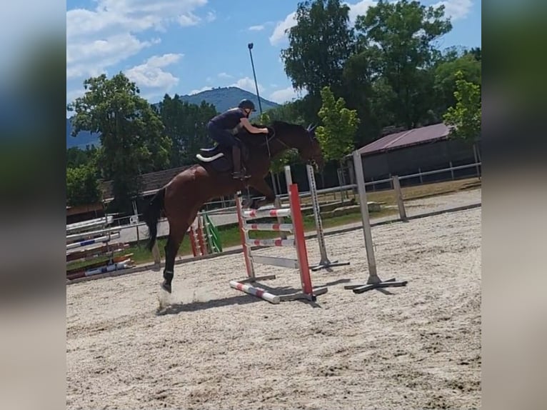 Caballo de deporte alemán Caballo castrado 7 años 174 cm Castaño in Gerstetten