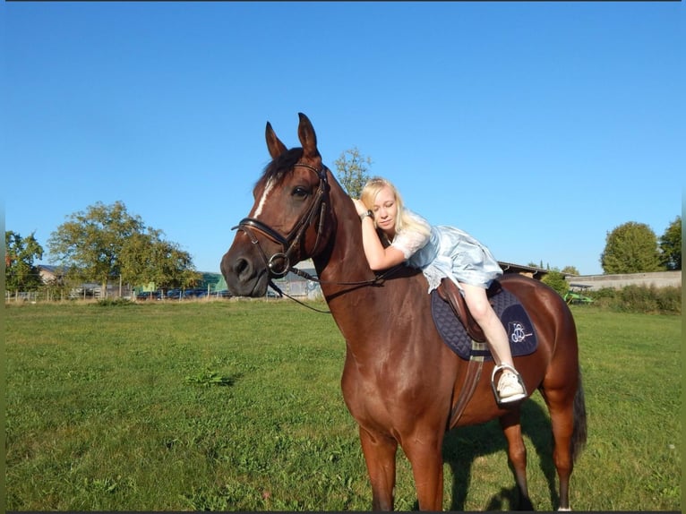 Caballo de deporte alemán Caballo castrado 7 años 174 cm Castaño in Gerstetten