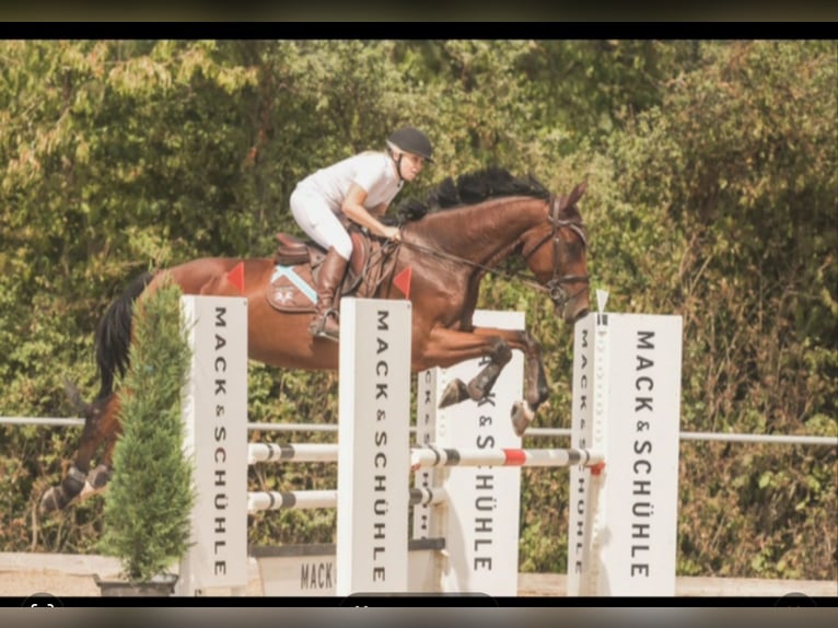 Caballo de deporte alemán Caballo castrado 7 años 174 cm Castaño in Gerstetten