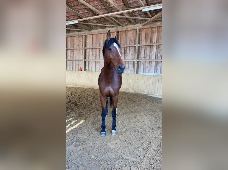 Caballo de deporte alemán Caballo castrado 7 años 174 cm Castaño in Gerstetten