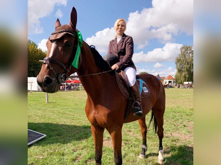 Caballo de deporte alemán Caballo castrado 7 años 174 cm Castaño in Gerstetten