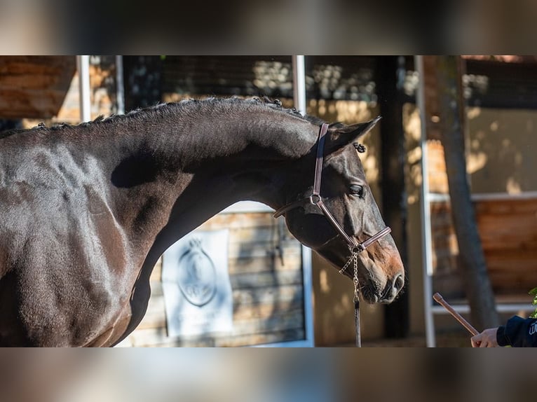 Caballo de deporte alemán Caballo castrado 7 años 174 cm Castaño oscuro in Jerez De La Frontera