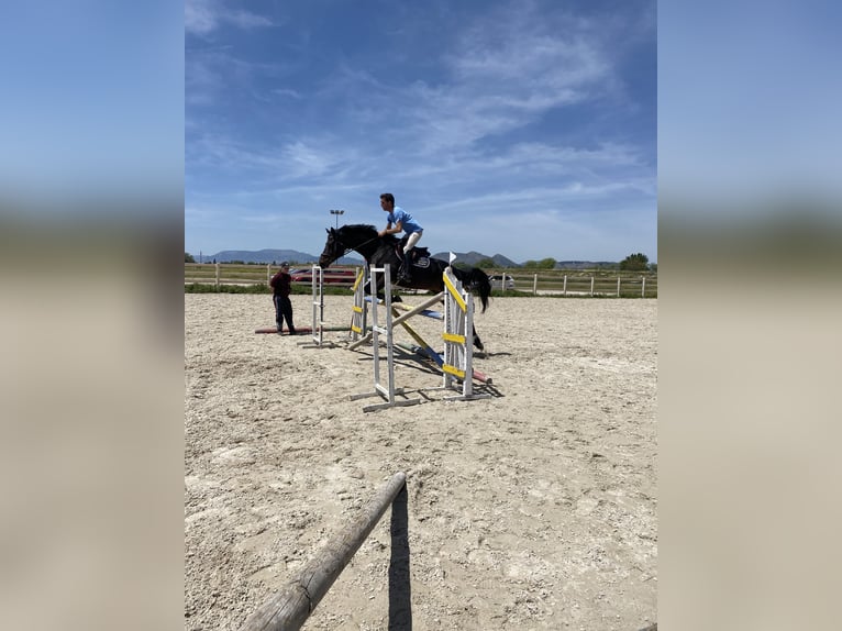 Caballo de deporte alemán Caballo castrado 7 años 174 cm Castaño oscuro in Jerez De La Frontera