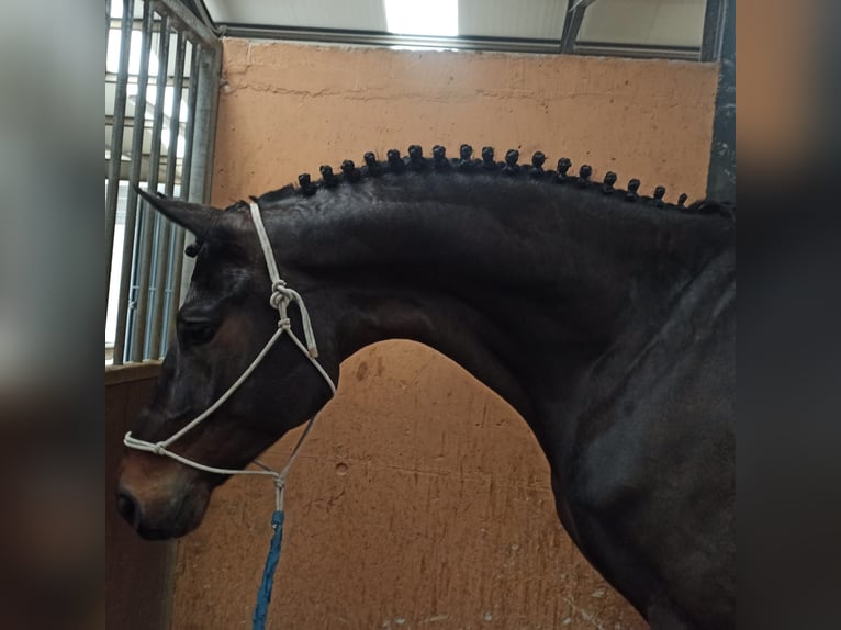 Caballo de deporte alemán Caballo castrado 7 años 174 cm Castaño oscuro in Jerez De La Frontera