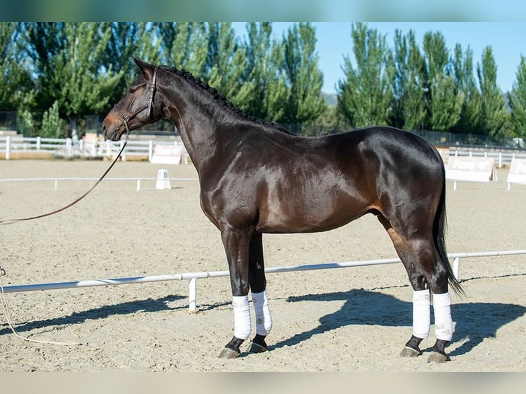 Caballo de deporte alemán Caballo castrado 7 años 174 cm Castaño oscuro in Jerez De La Frontera