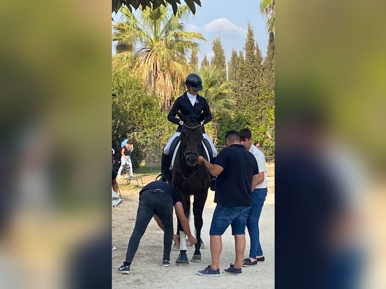 Caballo de deporte alemán Caballo castrado 7 años 174 cm Castaño oscuro in Jerez De La Frontera