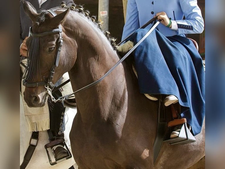 Caballo de deporte alemán Caballo castrado 7 años 174 cm Castaño oscuro in Jerez De La Frontera