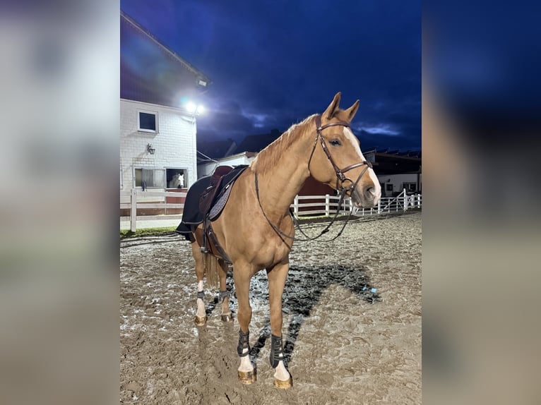 Caballo de deporte alemán Caballo castrado 7 años 175 cm Alazán in Amöneburg