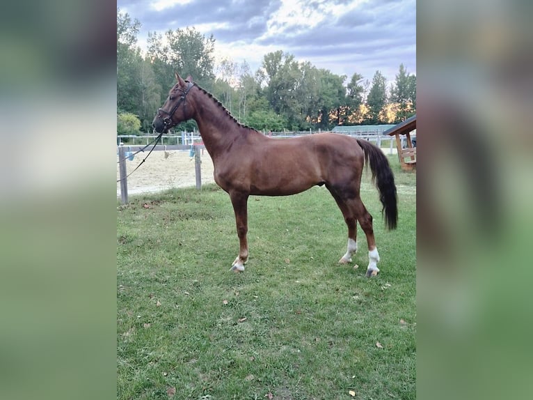 Caballo de deporte alemán Caballo castrado 7 años 175 cm Alazán in Sarród