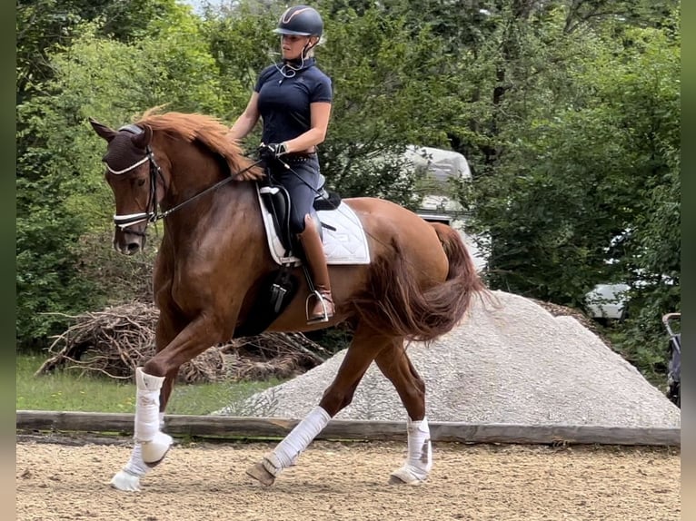 Caballo de deporte alemán Caballo castrado 7 años 175 cm Alazán-tostado in Eckental