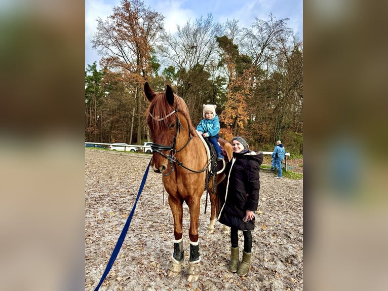 Caballo de deporte alemán Caballo castrado 7 años 175 cm Alazán-tostado in Eckental