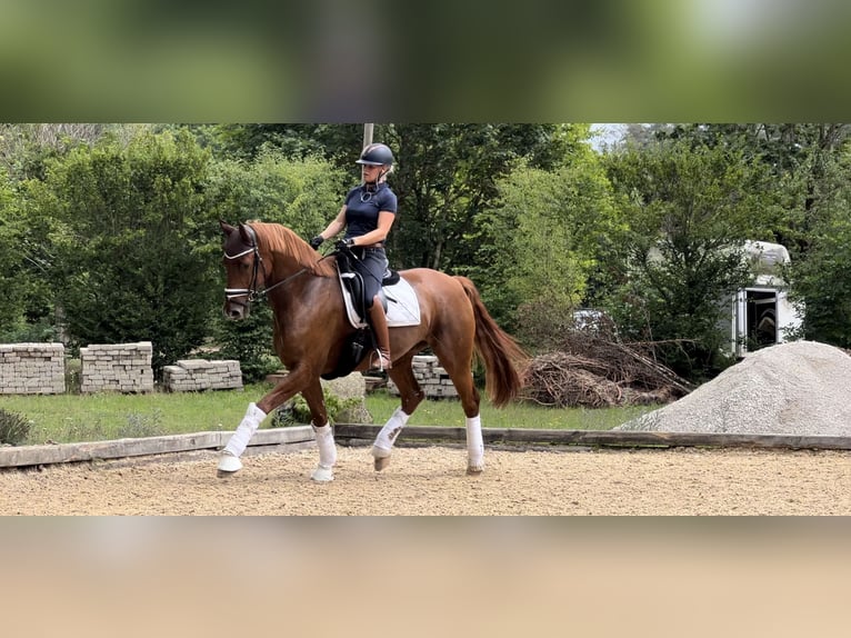 Caballo de deporte alemán Caballo castrado 7 años 175 cm Alazán-tostado in Eckental